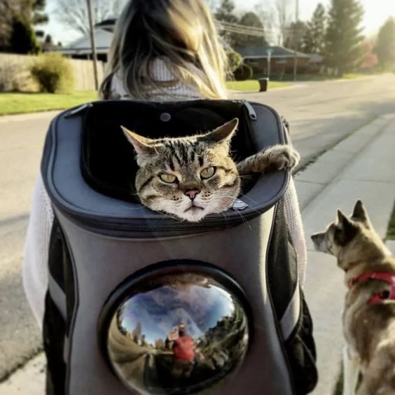 kattenrugzak voor wandelingen