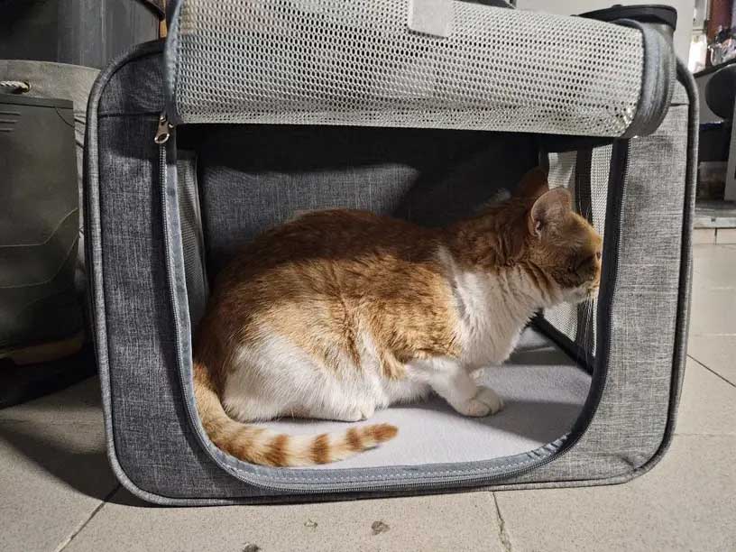 draagtas voor 2 katten