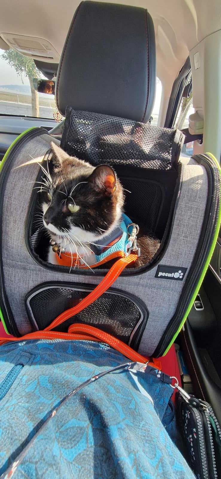 Catella Expandable cat carrier backpack 34 x 28 x 44 cm up to 8 kg – Zoospot