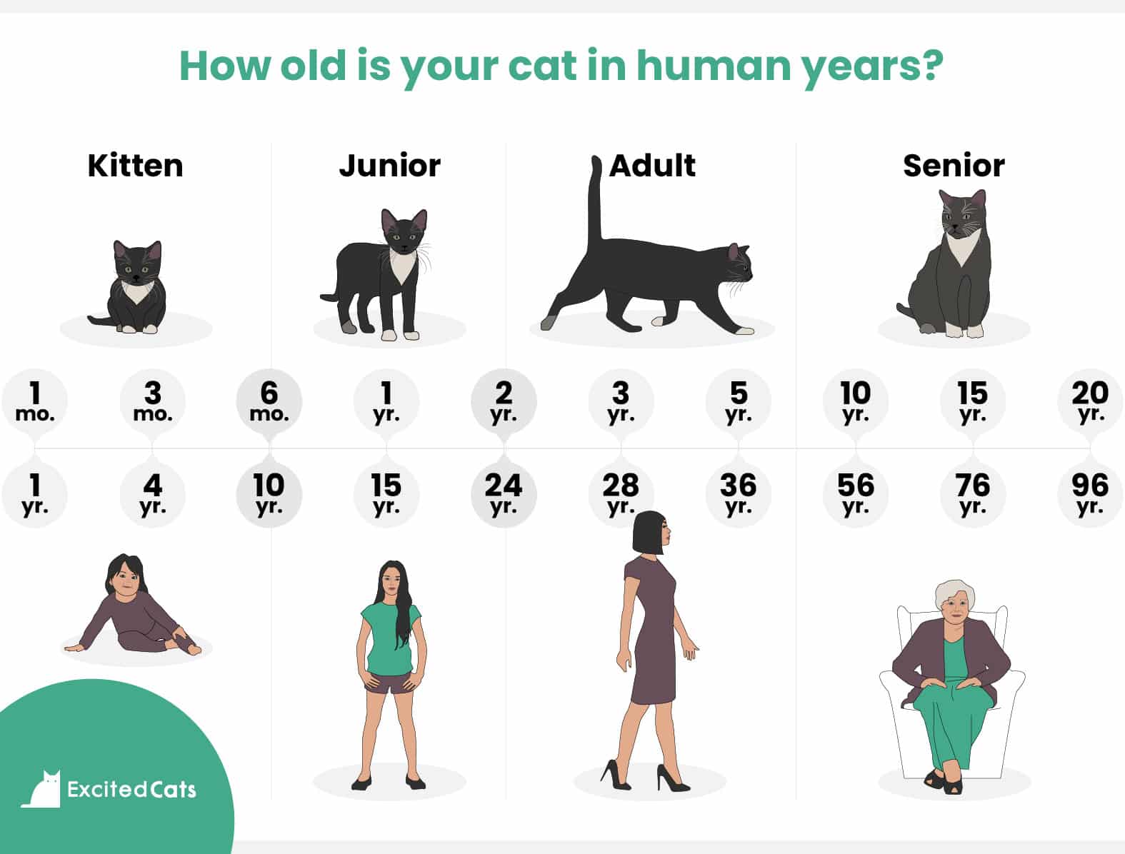 Cat age vs human age chart