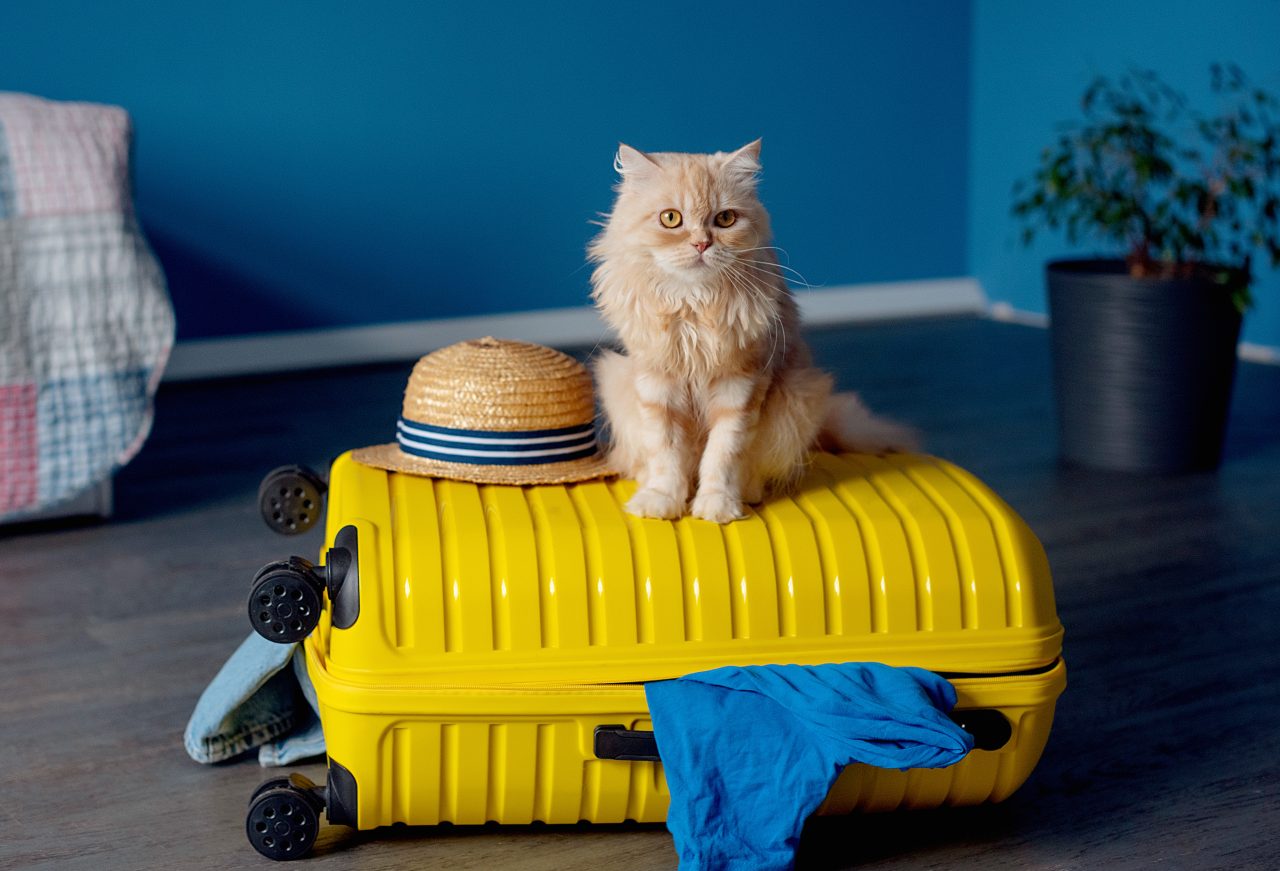 Check if your cat is ready to travel