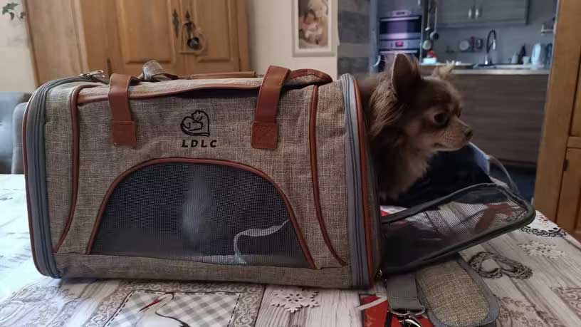 delta airlines approved pet carriers