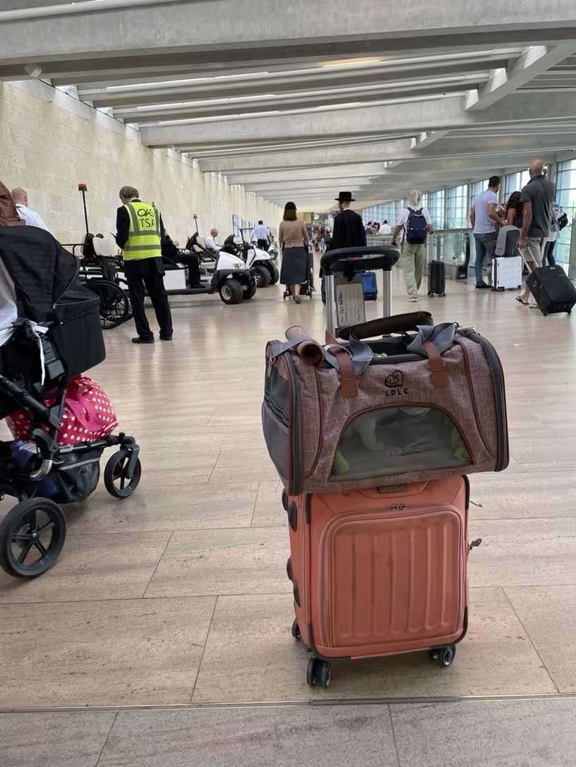 Travel pet bag for Delta Airlines