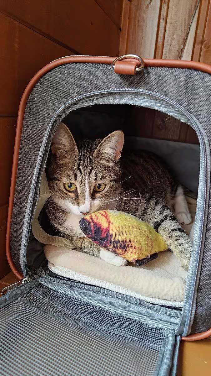 Pet carrier for Delta airlines