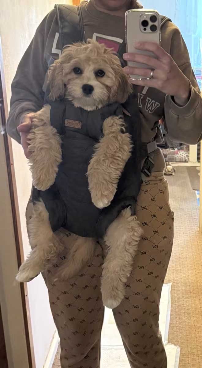 Hondenrugzak buik tot 8 kg