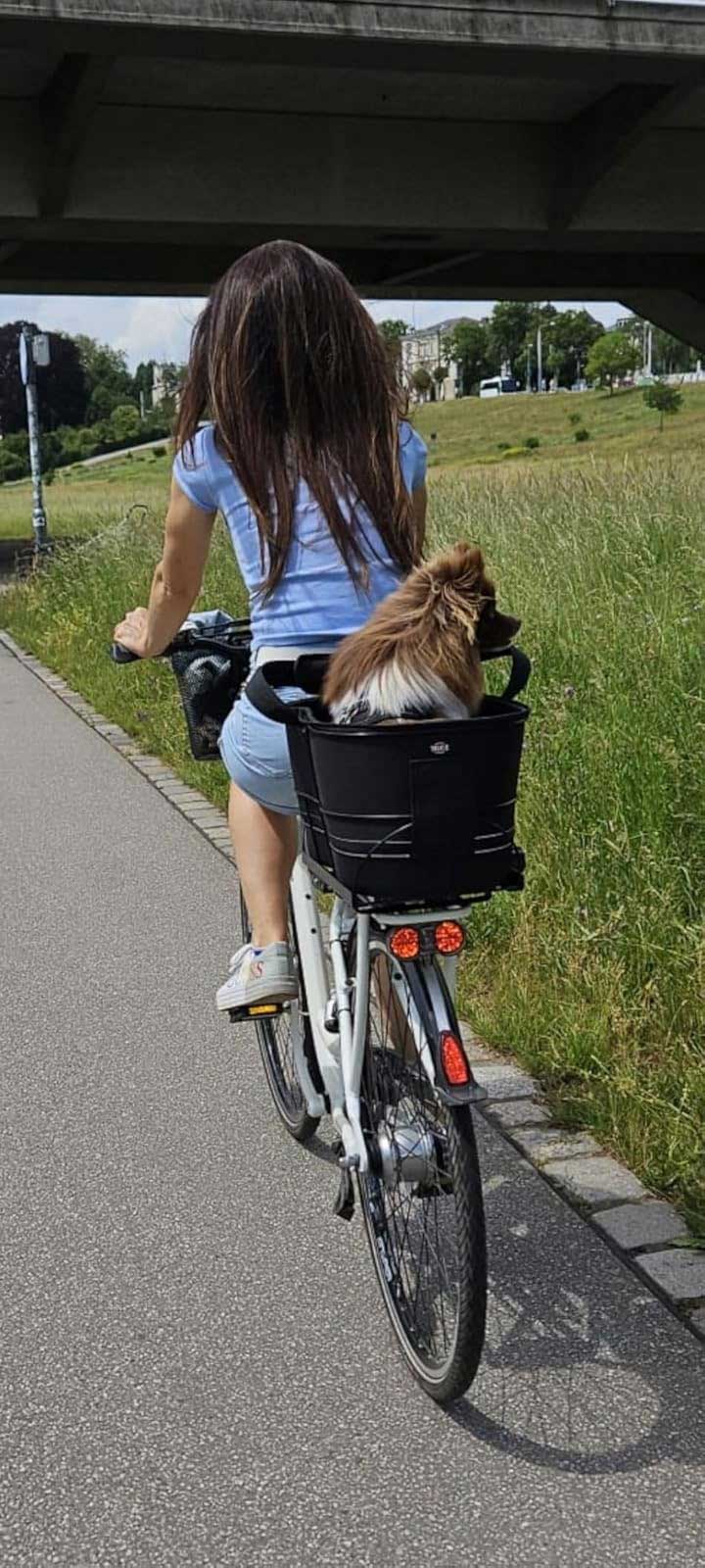 Fietsmand voorop kleine hond