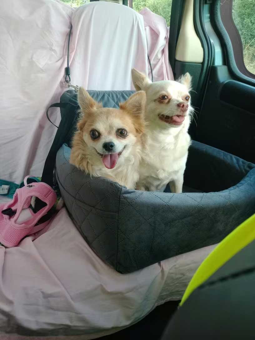 dog booster seat for two small dogs