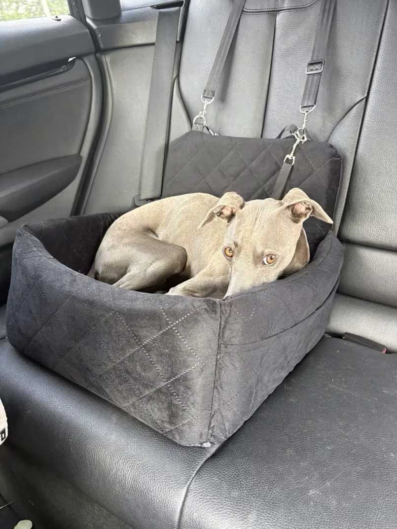 hondenstoel auto klein