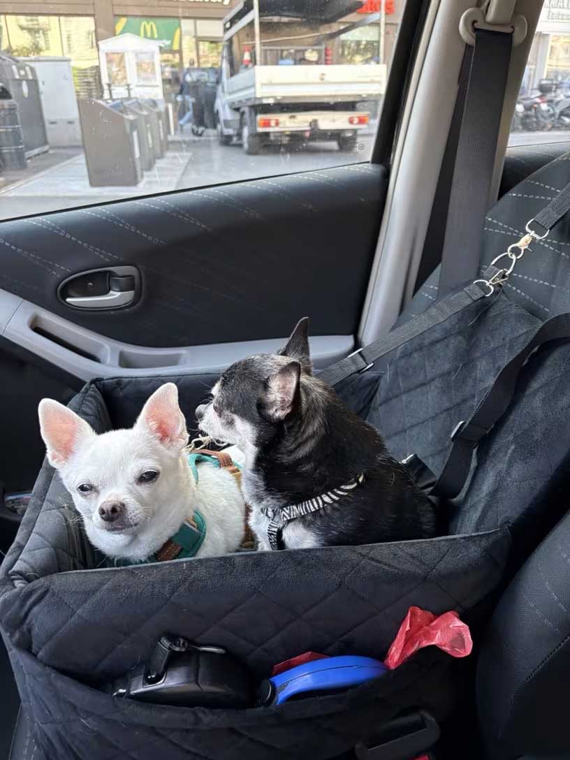 DoggoRide Dog booster seat 45x45x35 cm for one or two small dogs, puppies up to 9 kg like Chihuahua, Pomeranian, Yorkshire, Maltese