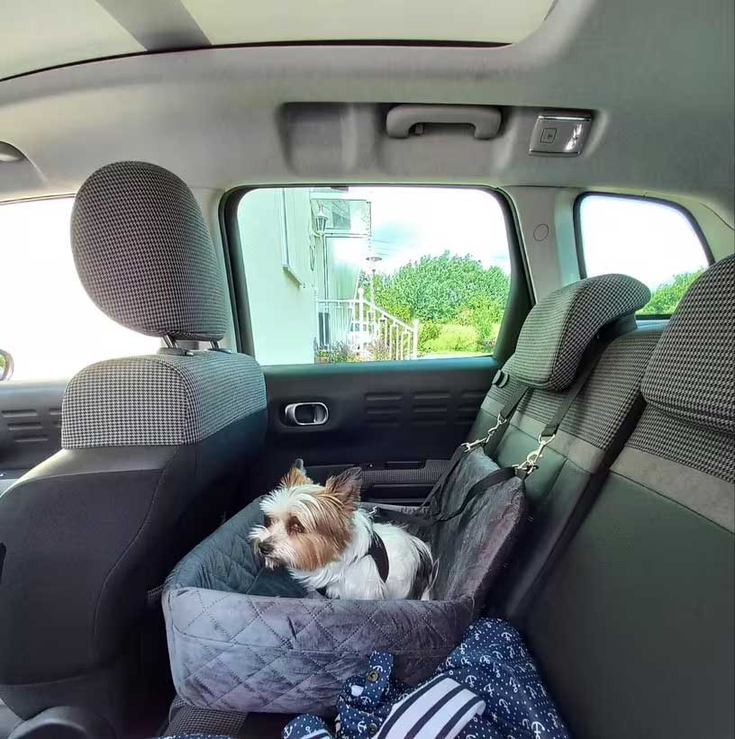 honden autostoel met veiligheidsgordel
