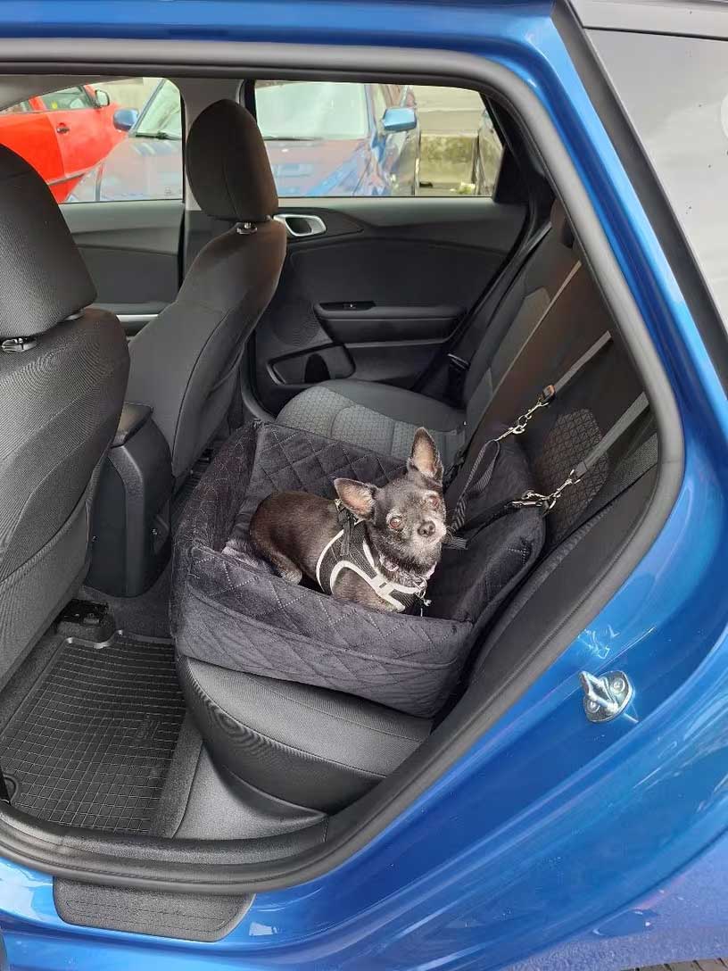 hondenstoel auto veilig