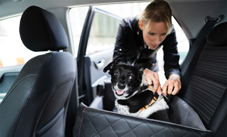 Car seat for dog