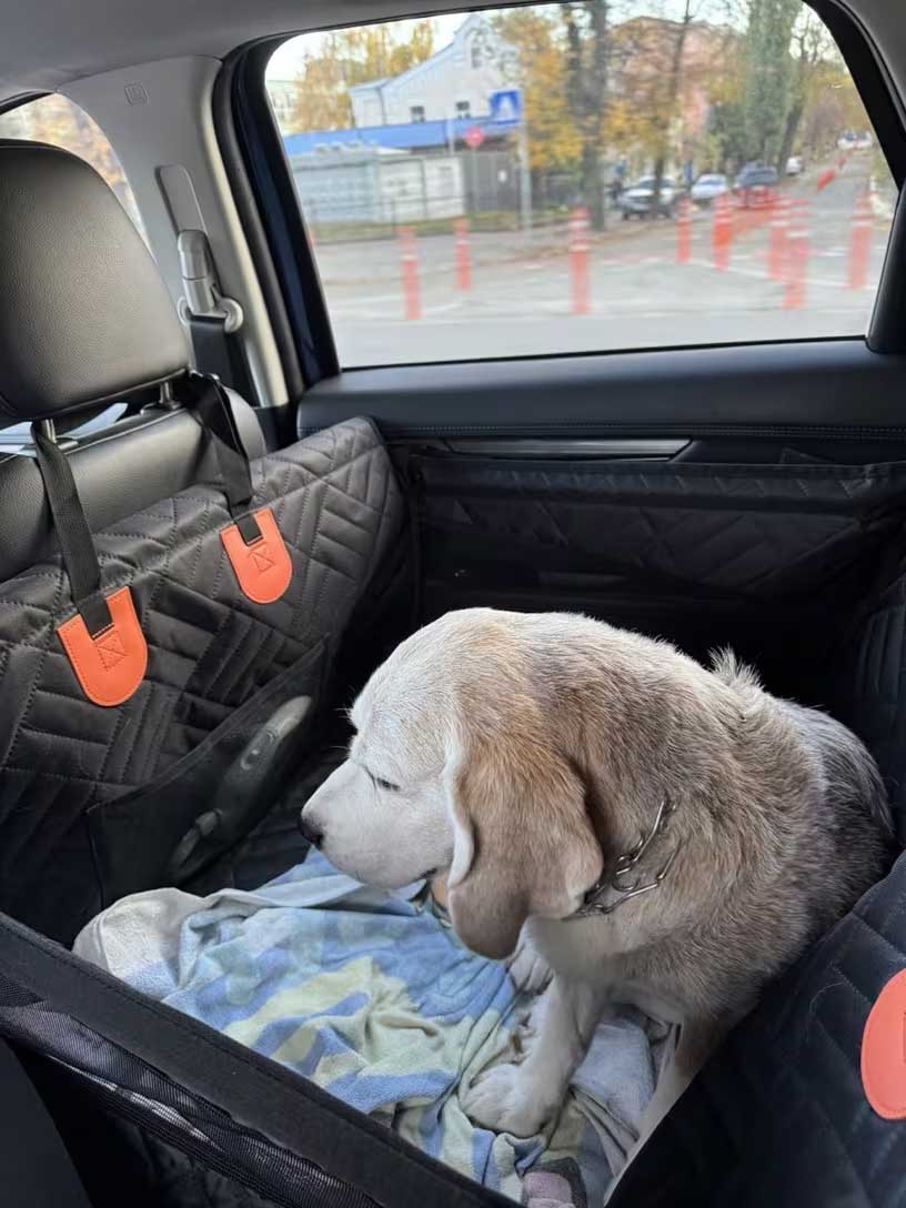 Dog sitting comfortably in half hammock car seat