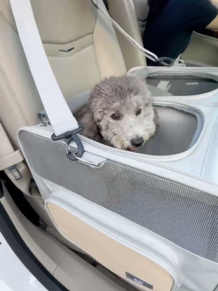 car dog carrier for 2 dogs