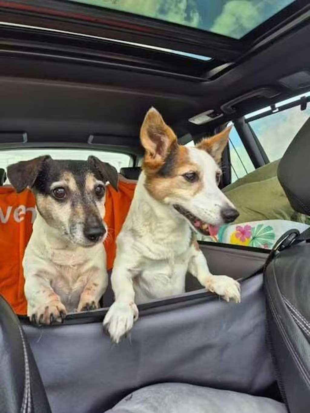 Half hammock dog car seat up to 25kg