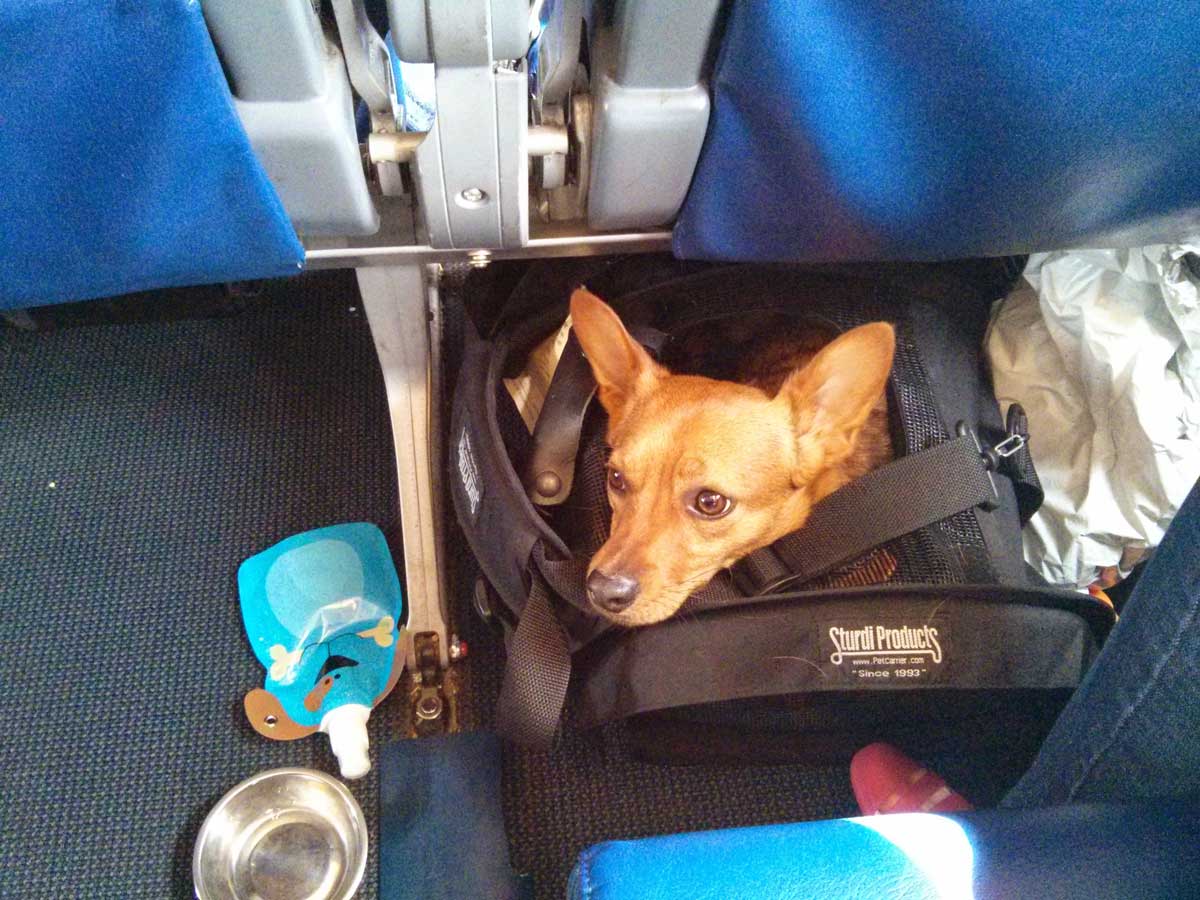 hond in vliegtuig onder stoel