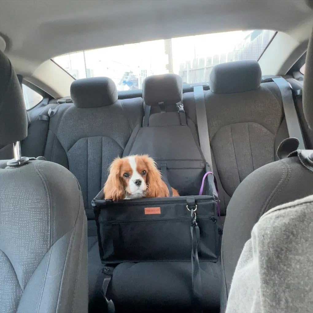 Car seat for small dogs up to 6kg, Dog seat with sturdy PVC frame