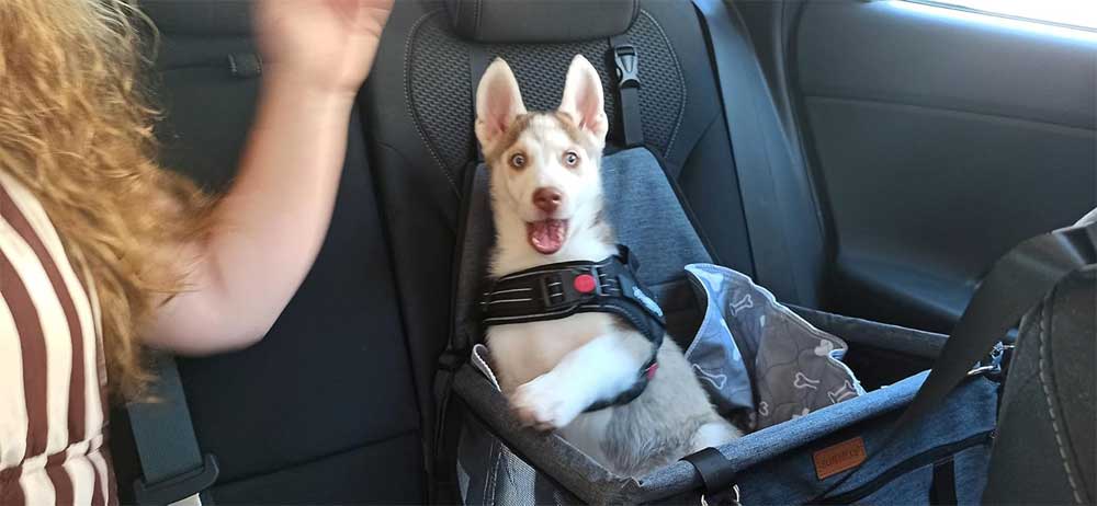 hhonden autostoel verhoogd