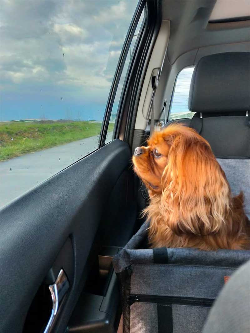 Car seat for small dogs up to 6kg, Dog seat with sturdy PVC frame