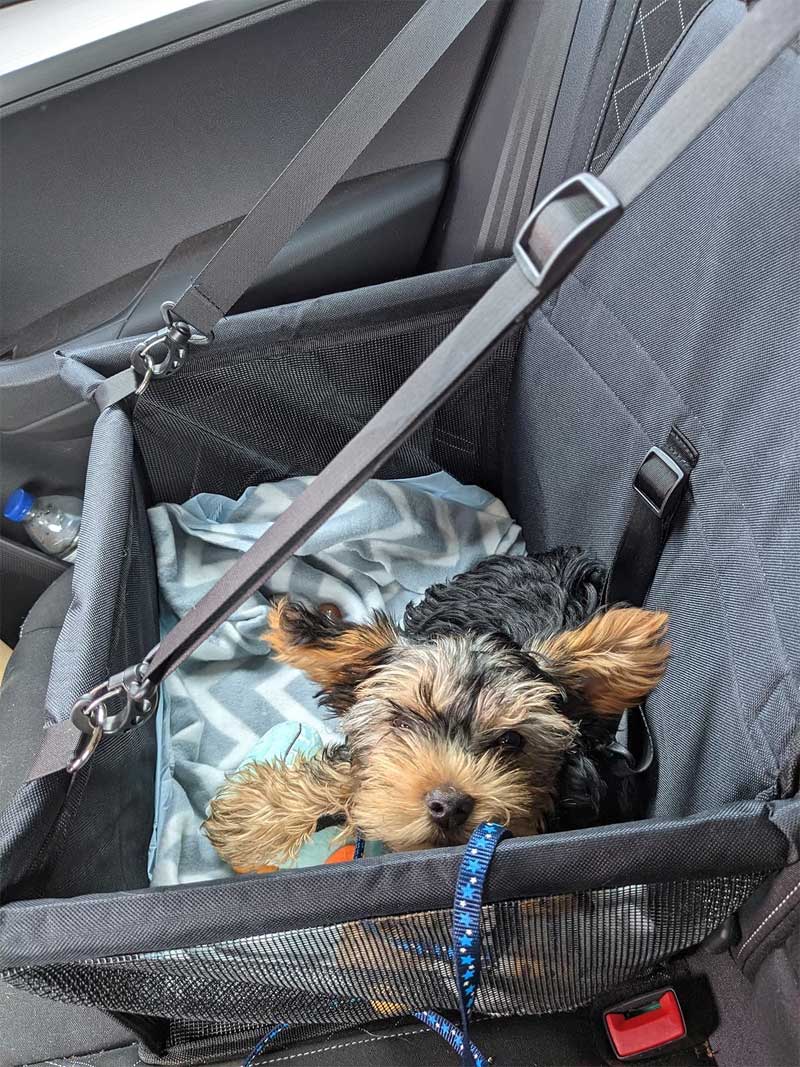 honden autostoel puppy