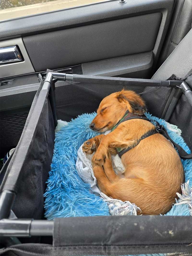 Car seat for small dogs up to 6kg, Dog seat with sturdy PVC frame