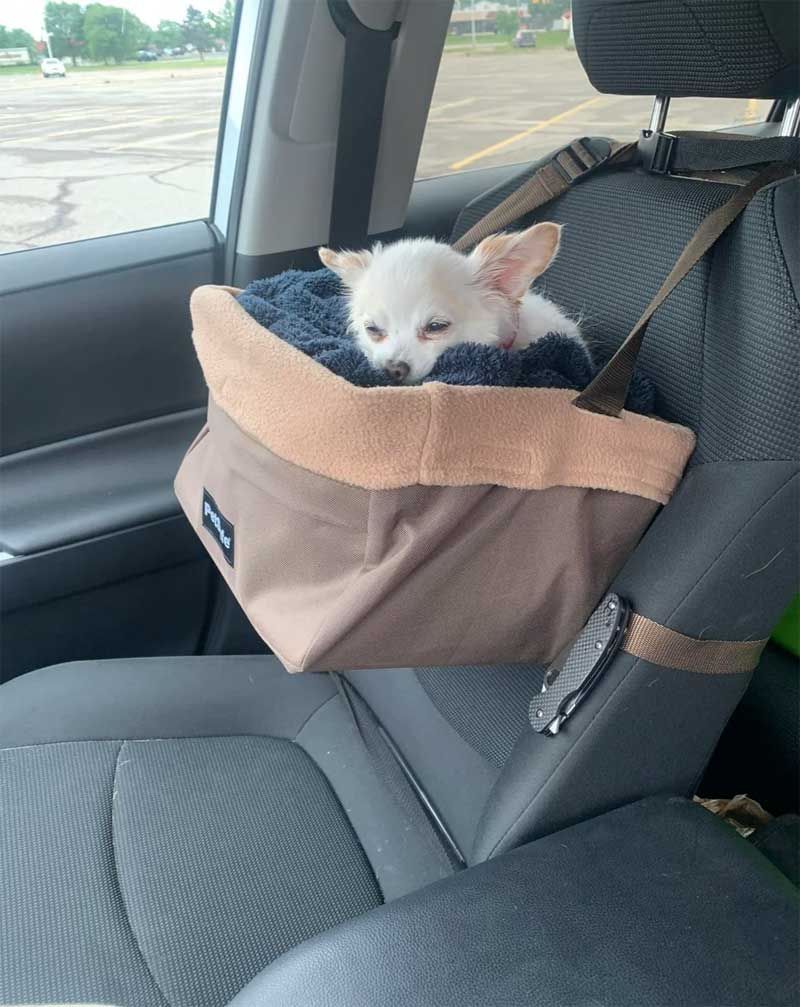 hanging dog car seat