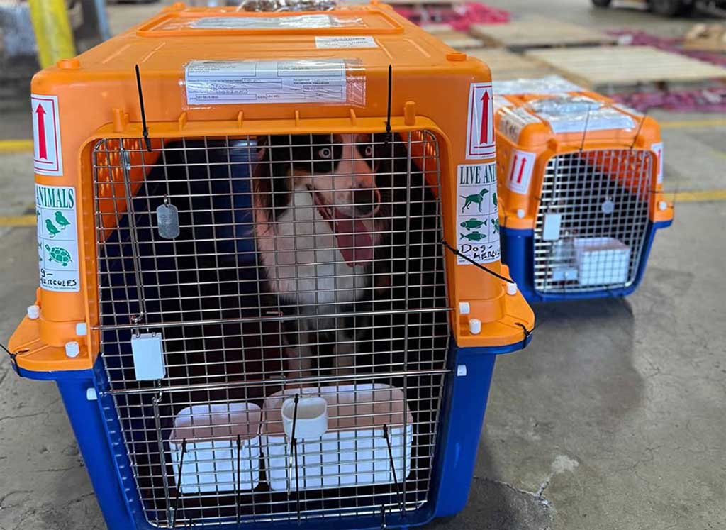 Verschil tussen huisdiervervoer in de cabine en in het vrachtruim van een vliegtuig