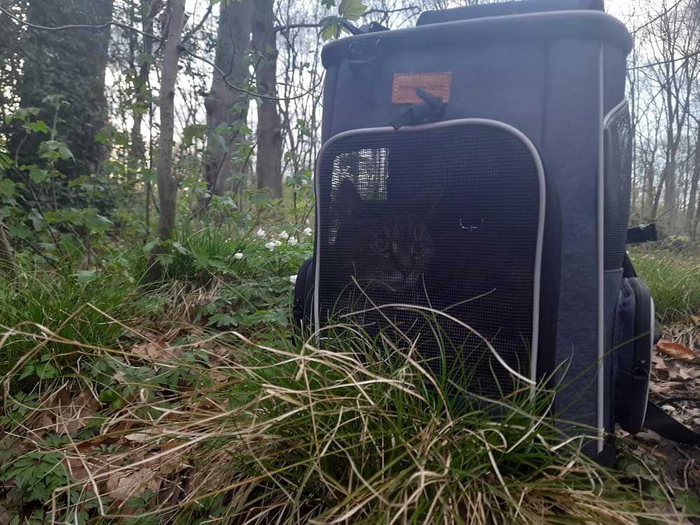 Rugzak voor katten met venster en ventilatie 33 x 28 x 42 cm – Katten rugzak draagtas tot 7 kg – Ergonomische katten draagtas rugzak – Draagbare reisrugzak voor katten – Outdoor kattenrugzak met gaas voor wandelen en reizen