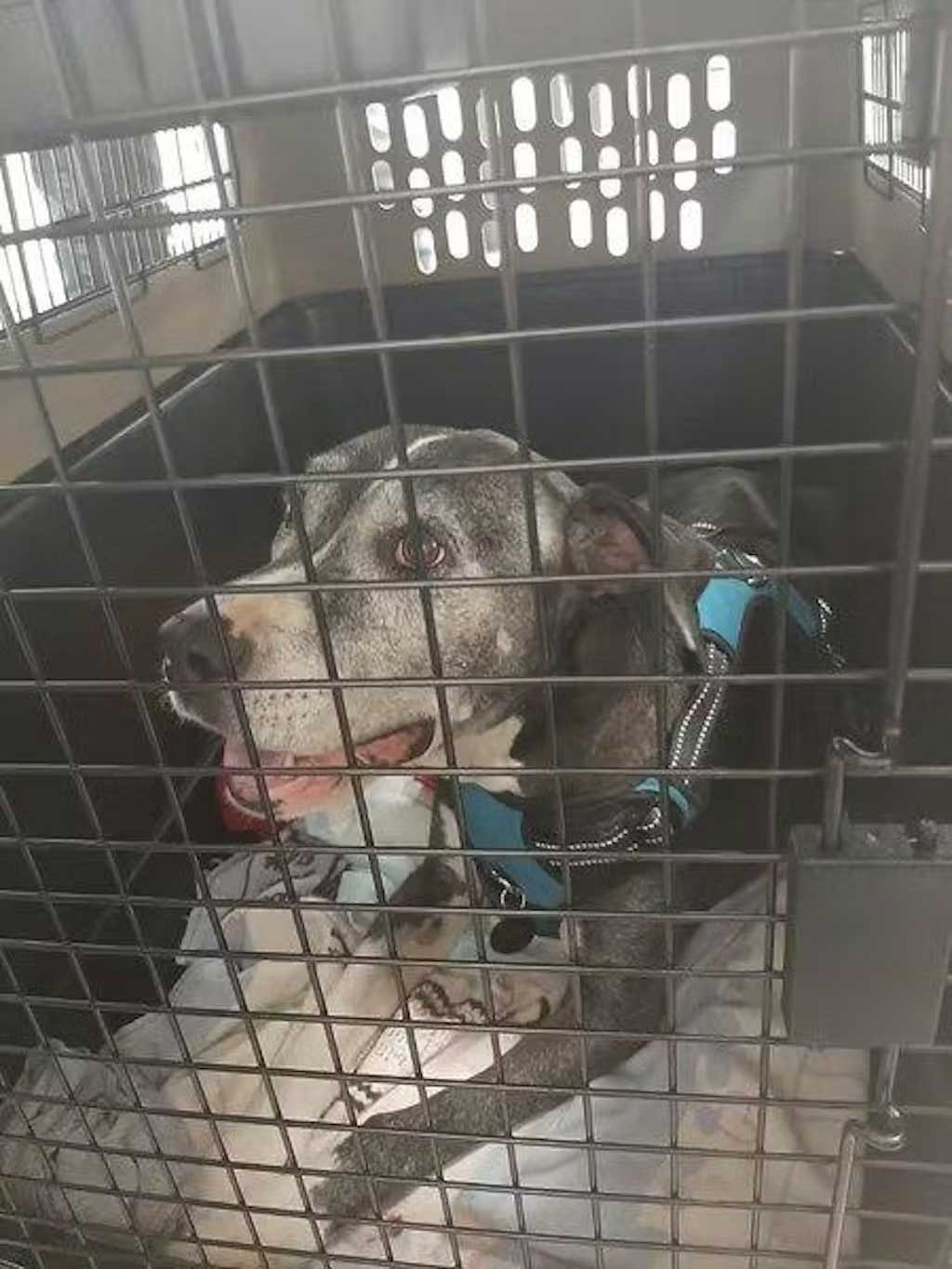 KLM reisbench 102 x 69 x 76 cm voor grote hond in vliegtuig