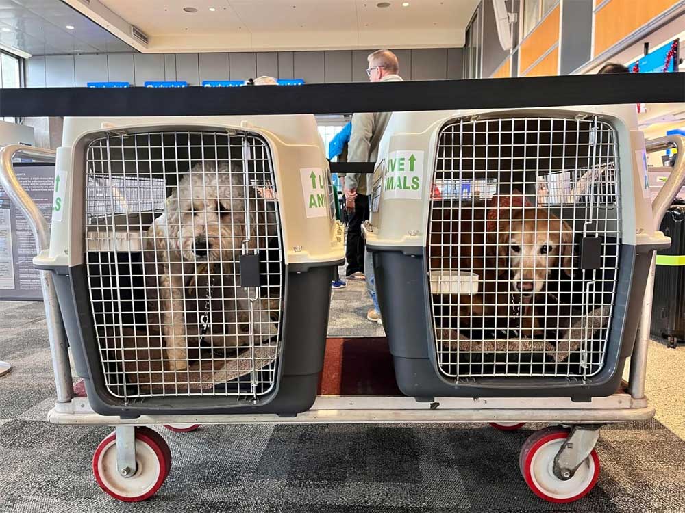 vliegtuig bench hond