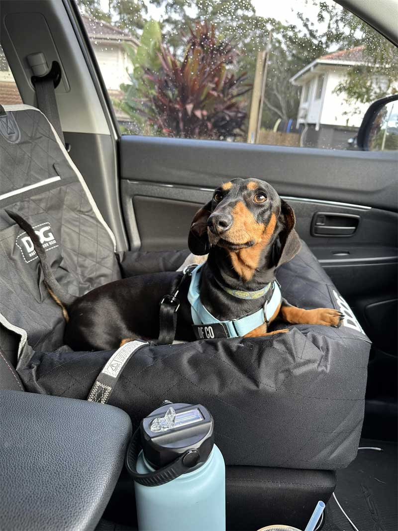 a large dog on the back seat of a car