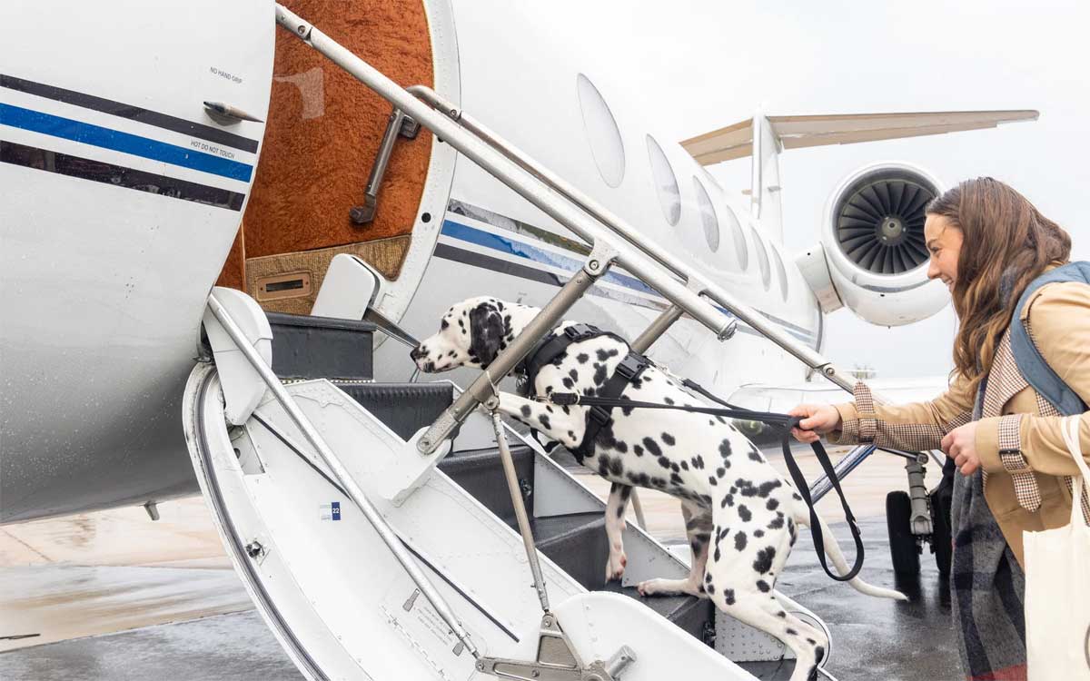 travel with big dog on plane