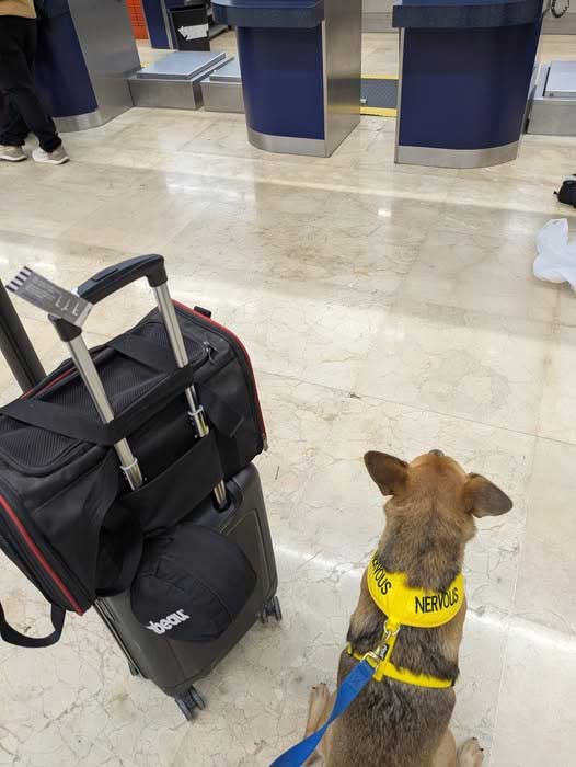 How to fly with dog on lufthansa