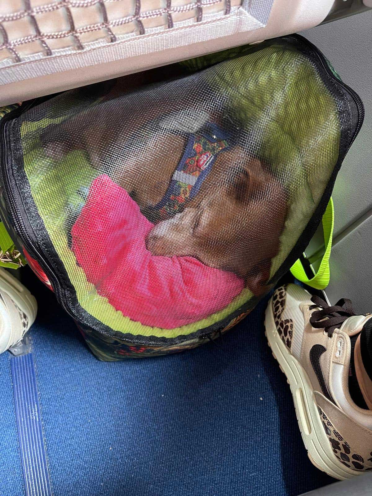 lufthansa dog in cabin international