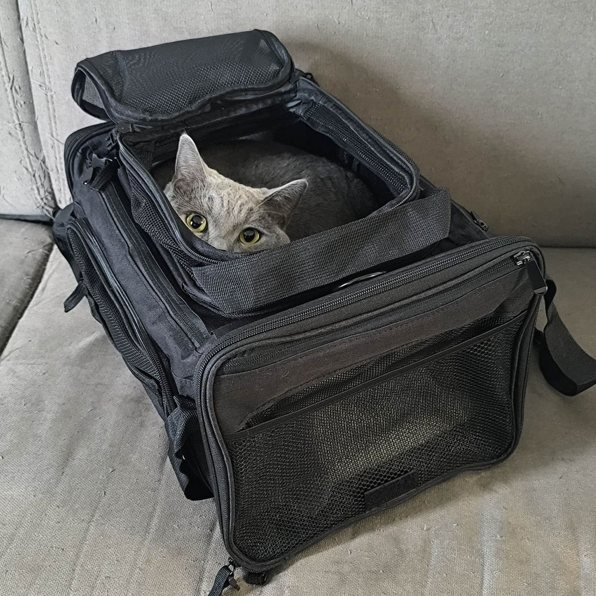Grijze kat kijkt door de open bovenopening van de tas