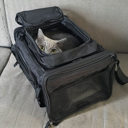 Grijze kat kijkt door de open bovenopening van de tas