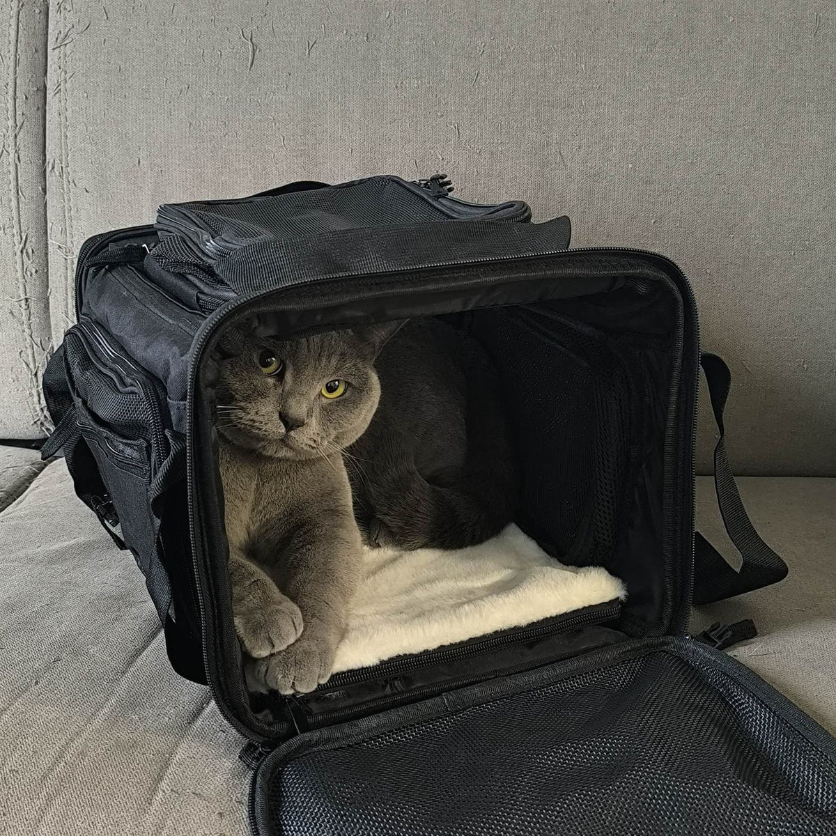 Grijze kat ligt op het matje achter de open voordeur van de tas