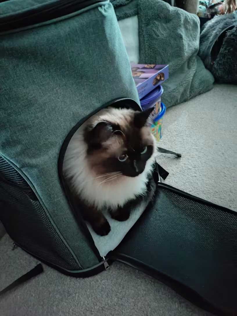 rugzak voor grote katten