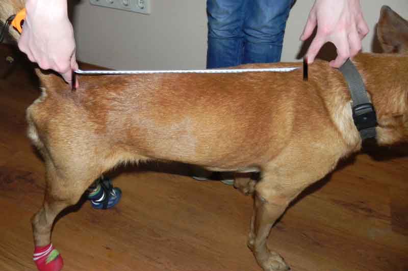 Stap 1. Meet de lengte van je hond