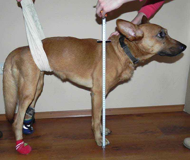 Stap 2. Meet de hoogte en het gewicht van je hond