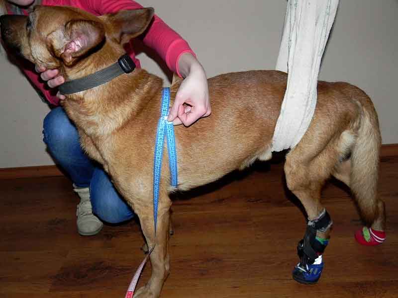 Stap 3.2. de borstomtrek van je hond