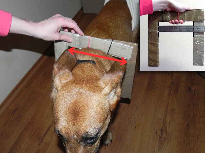 Stap 3.1. Meet de schouderbreedte van je hond