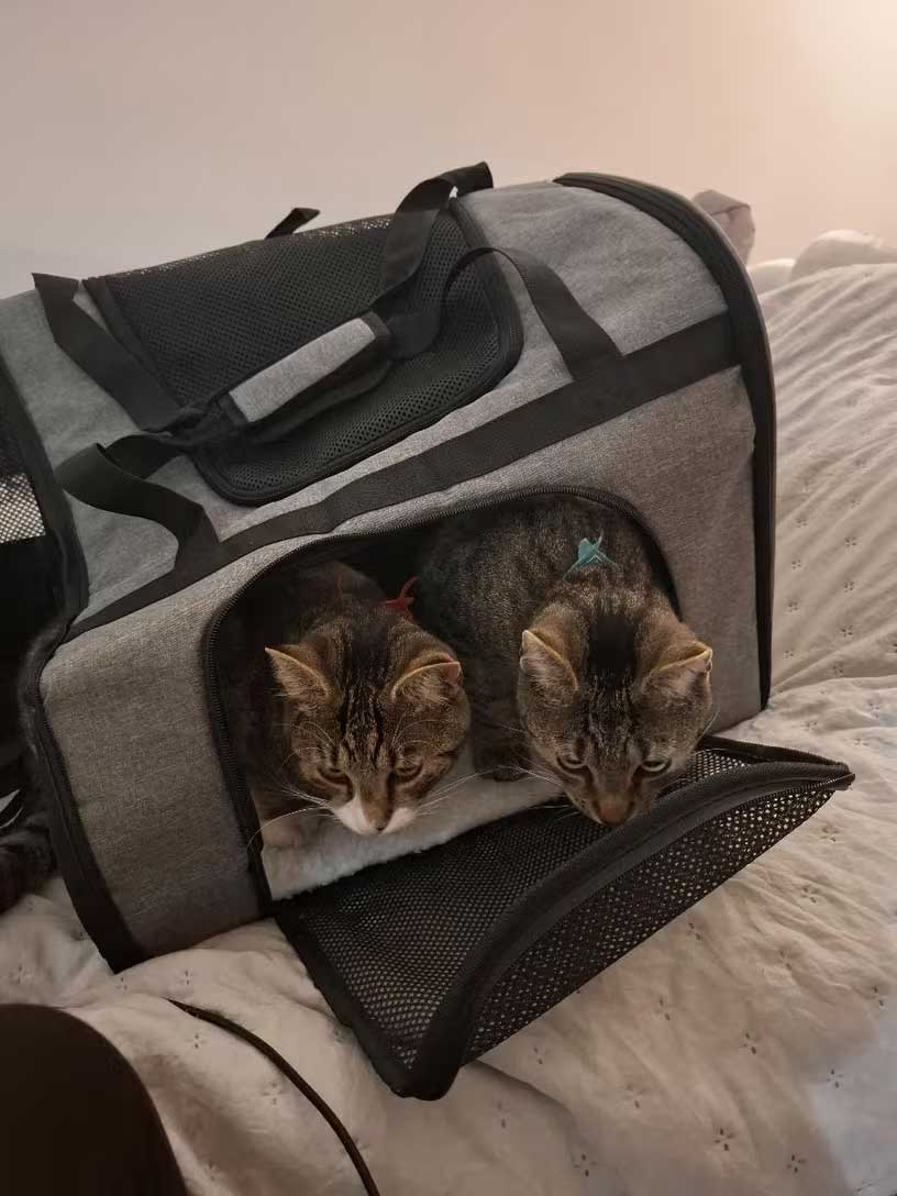 Nestigo cat carrier backpack XL 51x32x41 cm up to 12 kg
