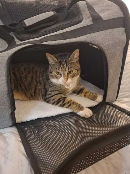 Nestigo cat carrier backpack XL 51x32x41 cm up to 12 kg