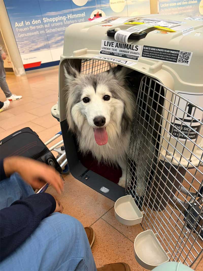 transavia pet in hold