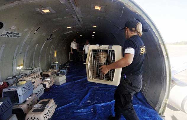 transporting pets in the luggage compartment