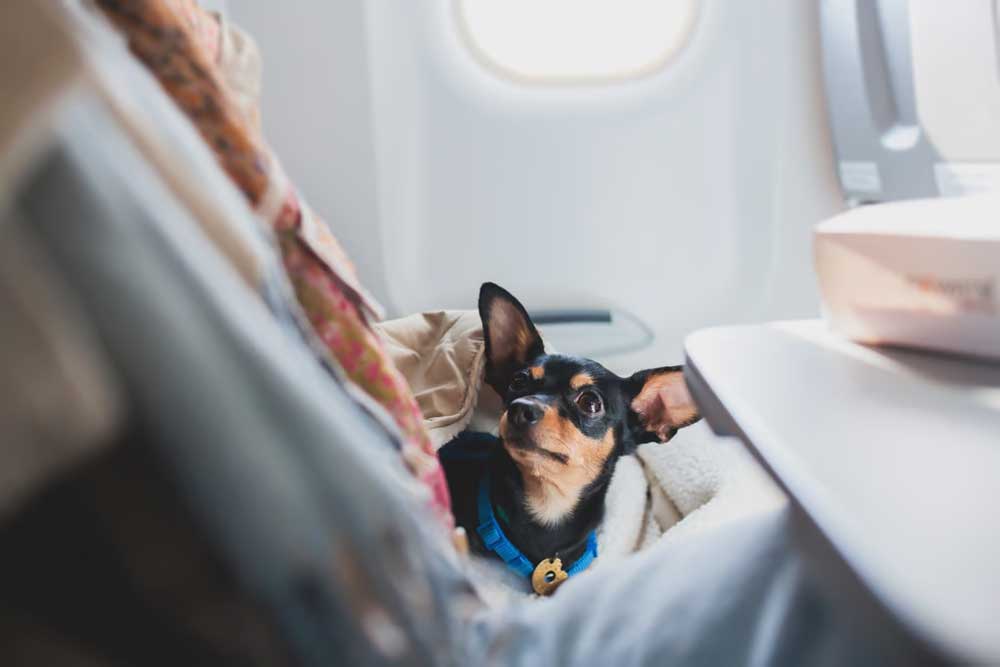 transavia dog travel