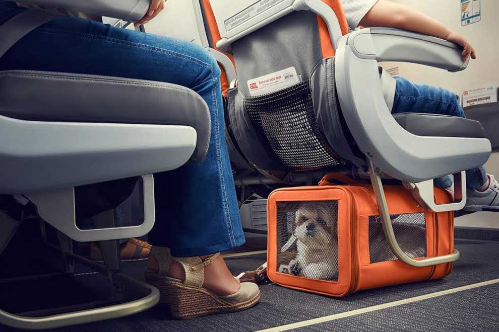 transavia dogs in cabin