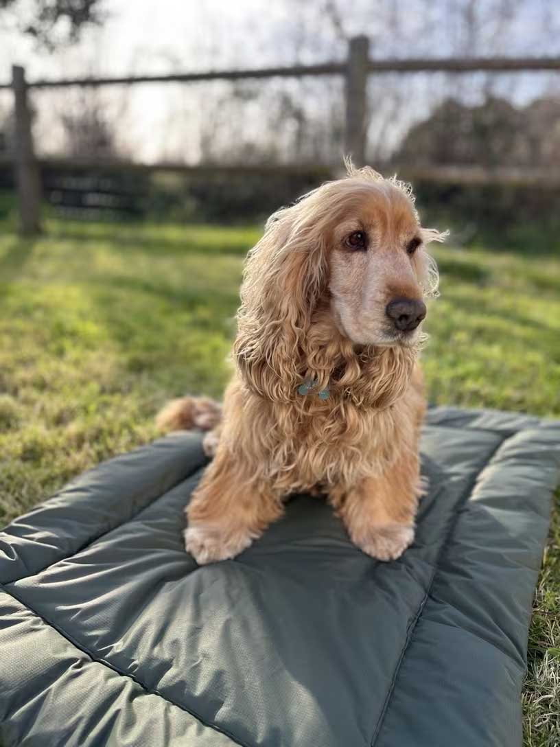 collapsible dog bed camping