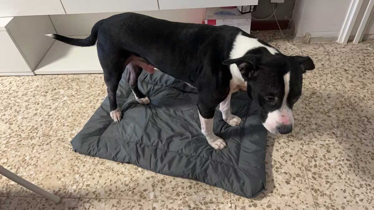 roll up dog bed